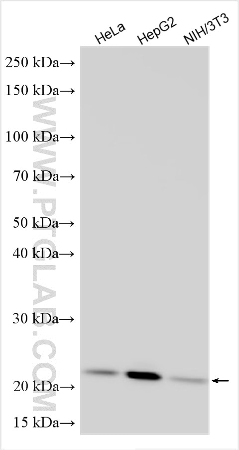 Western Blot (WB) analysis of various lysates using ASF1A-specific Polyclonal antibody (22259-1-AP)