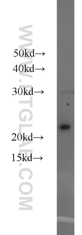 Western Blot (WB) analysis of HeLa cells using ASF1A-specific Polyclonal antibody (22259-1-AP)