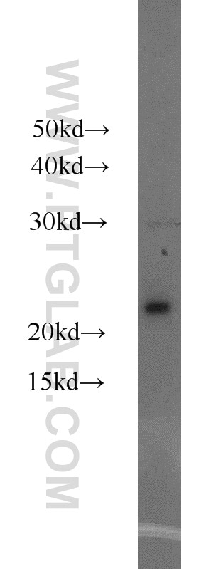 Western Blot (WB) analysis of HeLa cells using ASF1A-specific Polyclonal antibody (22259-1-AP)