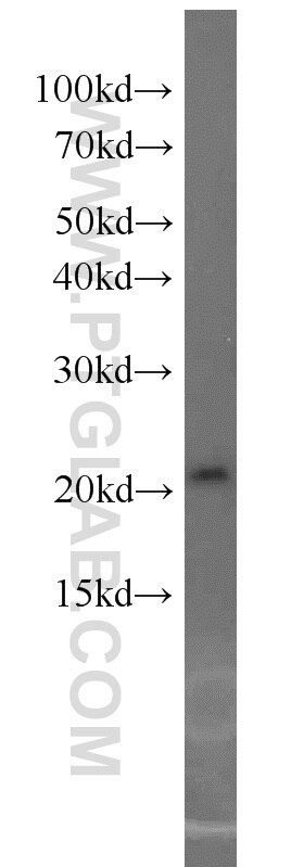 Western Blot (WB) analysis of HeLa cells using ASF1A-specific Polyclonal antibody (22259-1-AP)
