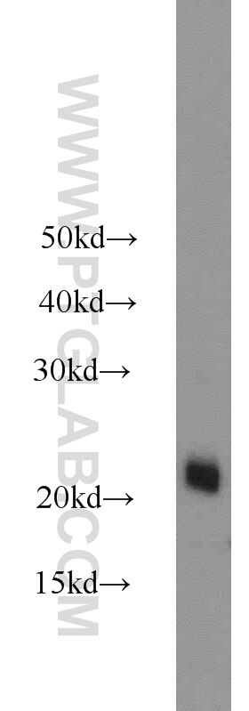 Western Blot (WB) analysis of NIH/3T3 cells using ASF1A-specific Polyclonal antibody (22259-1-AP)