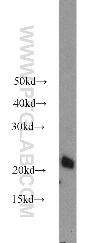 Western Blot (WB) analysis of NIH/3T3 cells using ASF1A-specific Polyclonal antibody (22259-1-AP)