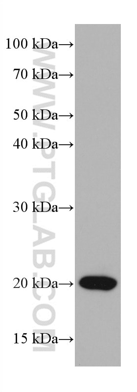 Western Blot (WB) analysis of Jurkat cells using ASF1A Monoclonal antibody (66884-1-Ig)