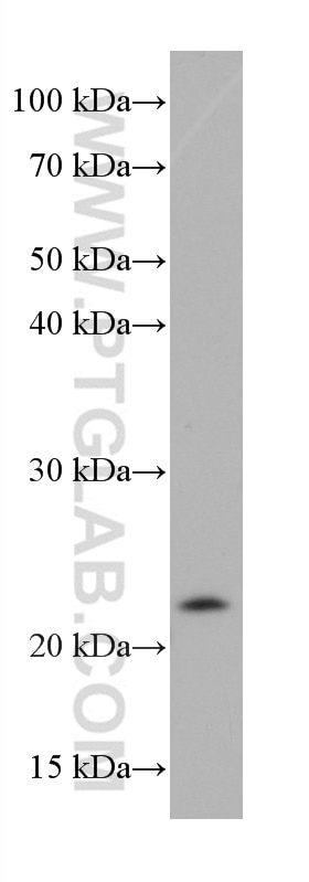 Western Blot (WB) analysis of HSC-T6 cells using ASF1A Monoclonal antibody (66884-1-Ig)