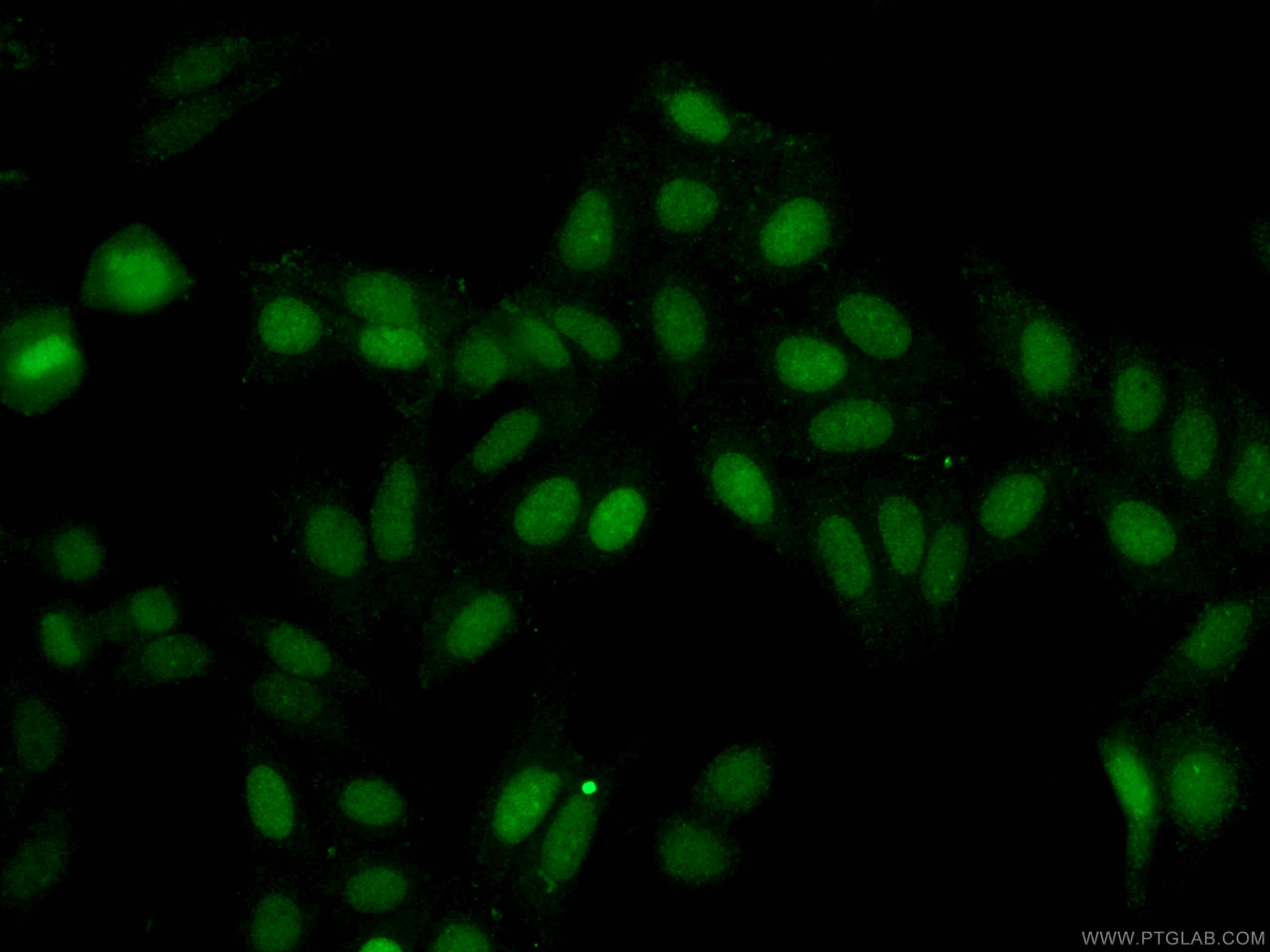 Immunofluorescence (IF) / fluorescent staining of HepG2 cells using CoraLite® Plus 488-conjugated ASF1A Monoclonal ant (CL488-66884)