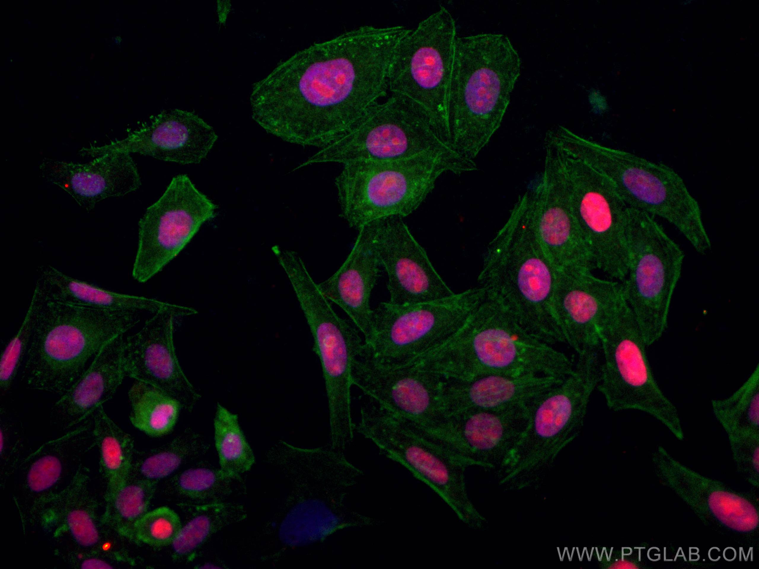 Immunofluorescence (IF) / fluorescent staining of HepG2 cells using CoraLite®594-conjugated ASF1A Monoclonal antibody (CL594-66884)
