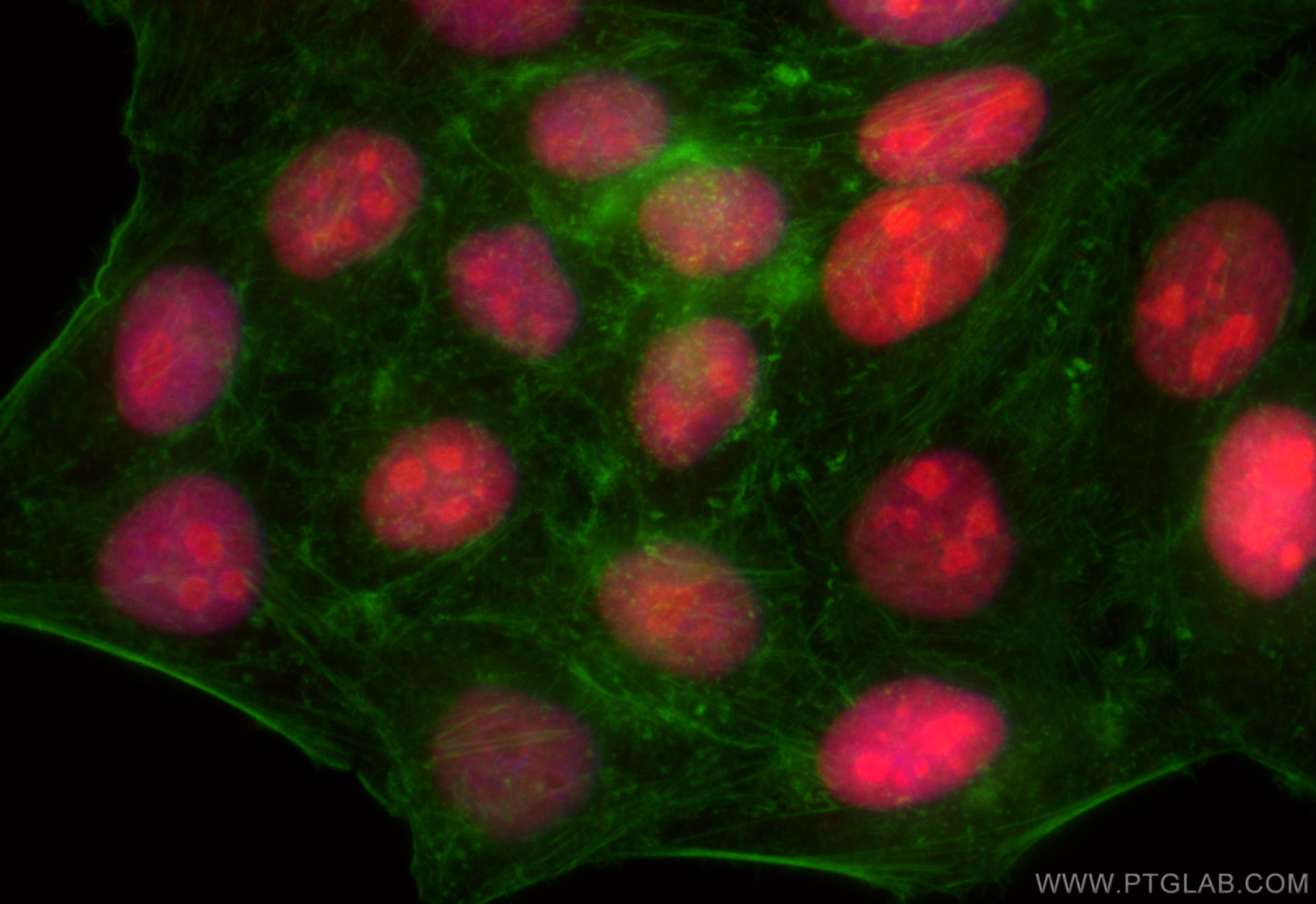 Immunofluorescence (IF) / fluorescent staining of HepG2 cells using CoraLite®594-conjugated ASF1A Monoclonal antibody (CL594-66884)