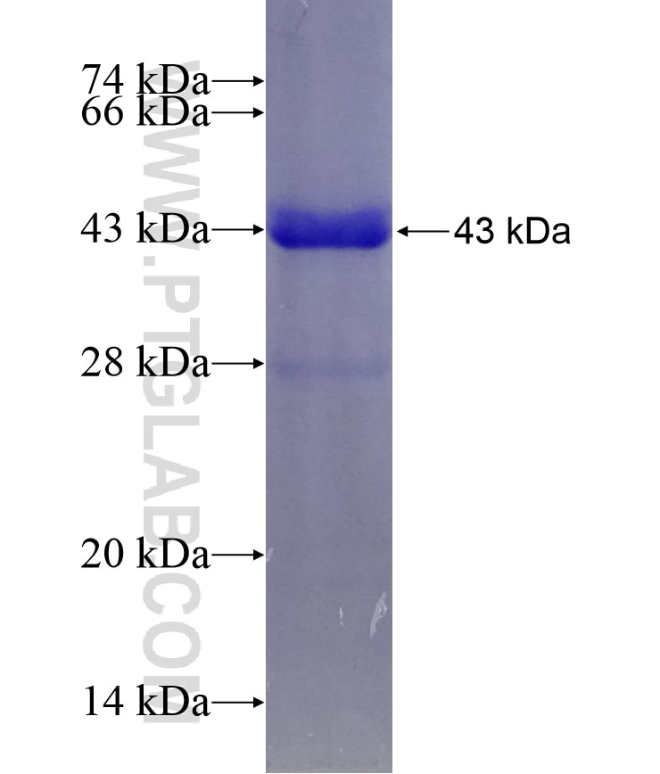 ASF1A fusion protein Ag1233 SDS-PAGE