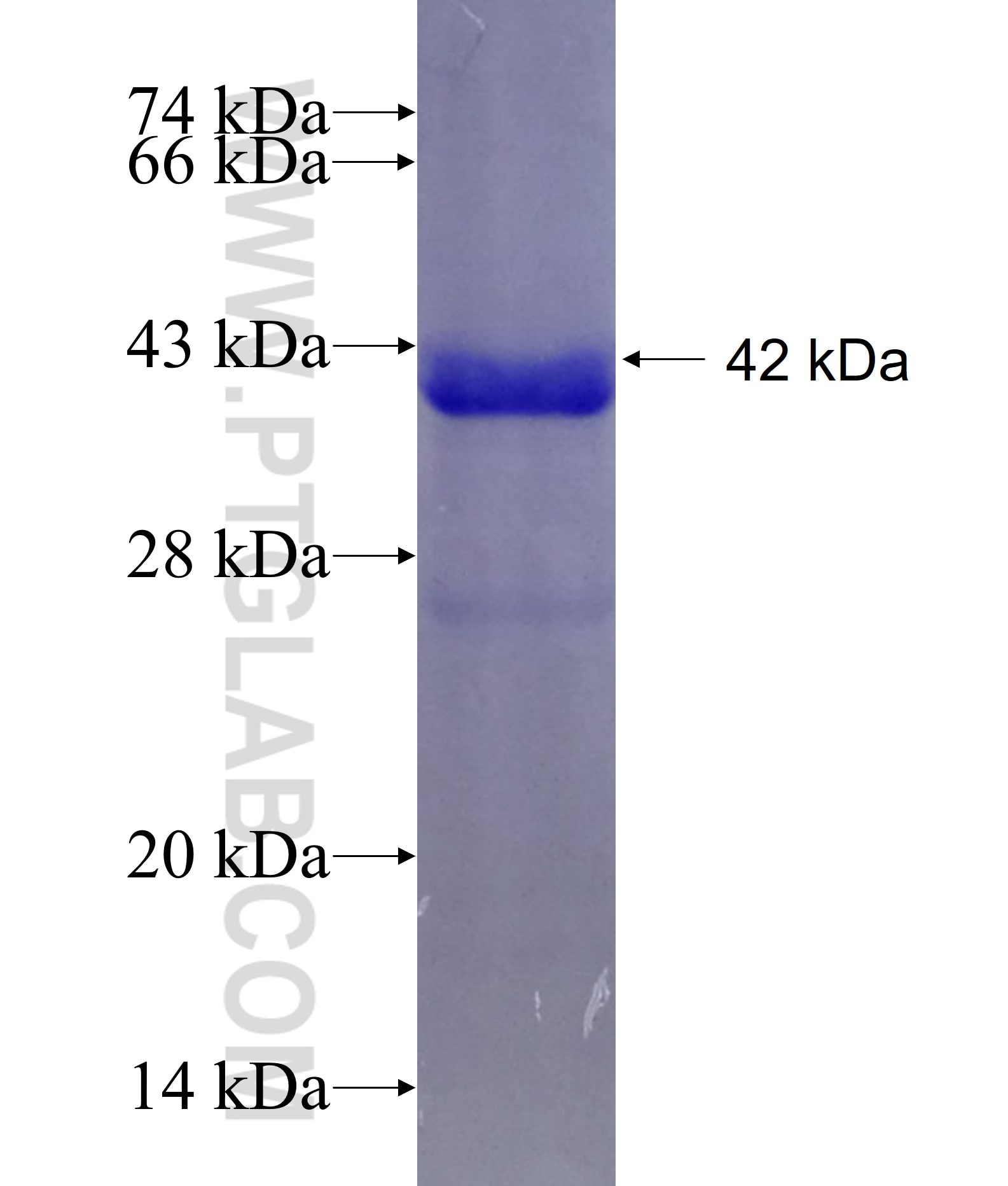 ASF1A fusion protein Ag1233 SDS-PAGE