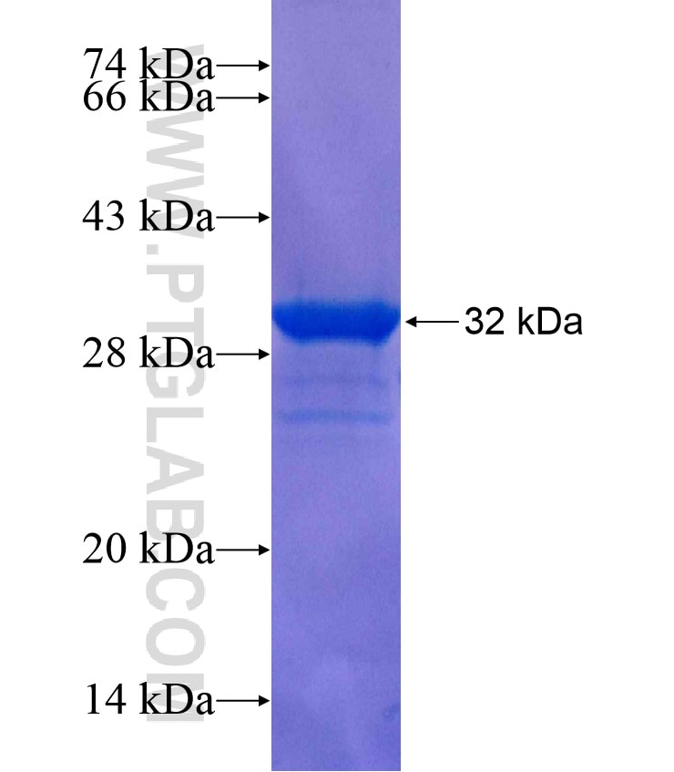 ASF1A fusion protein Ag17764 SDS-PAGE