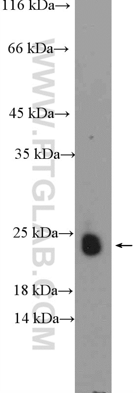 Western Blot (WB) analysis of mouse thymus tissue using ASF1A/B Polyclonal antibody (11011-1-AP)