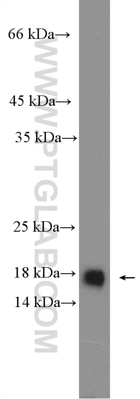 Western Blot (WB) analysis of HeLa cells using ASF1A/B Polyclonal antibody (11011-1-AP)