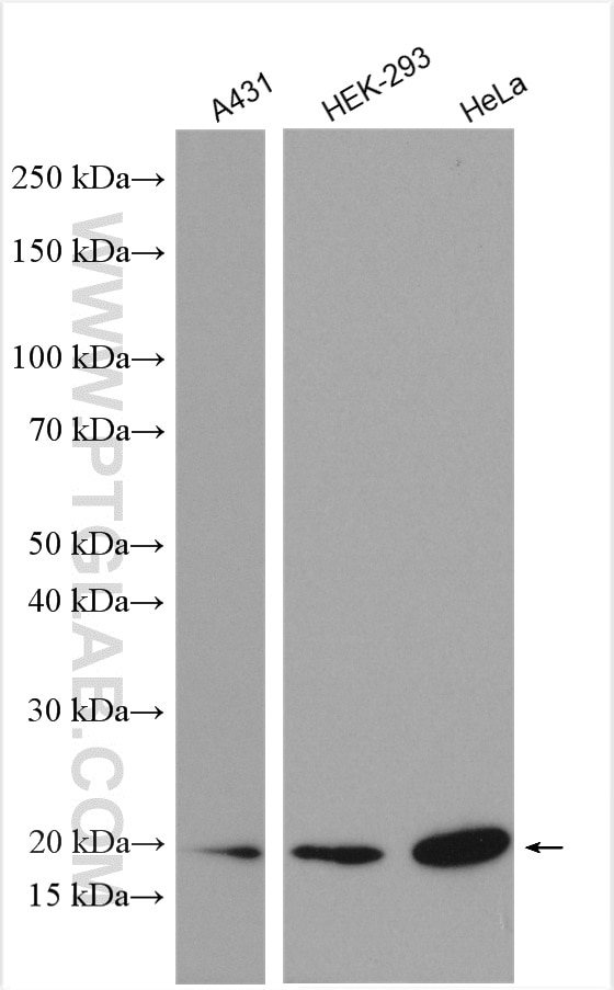 Western Blot (WB) analysis of various lysates using ASF1B-specific Polyclonal antibody (22258-1-AP)