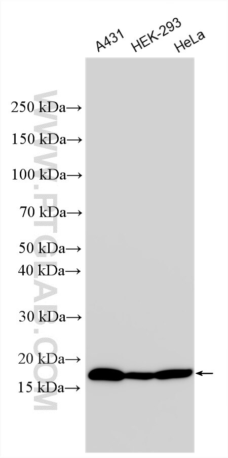 Western Blot (WB) analysis of various lysates using ASF1B-specific Polyclonal antibody (22258-1-AP)