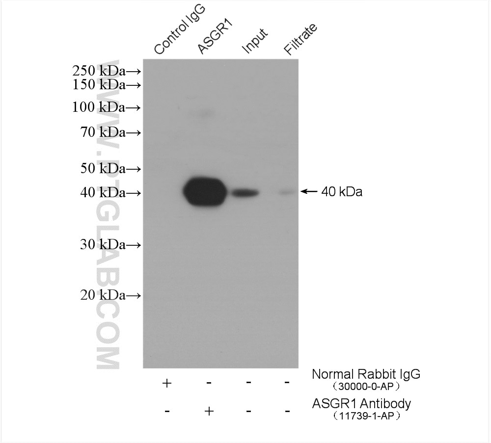 Immunoprecipitation (IP) experiment of mouse liver tissue using ASGR1 Polyclonal antibody (11739-1-AP)