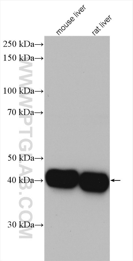 Western Blot (WB) analysis of various lysates using ASGR1 Polyclonal antibody (11739-1-AP)