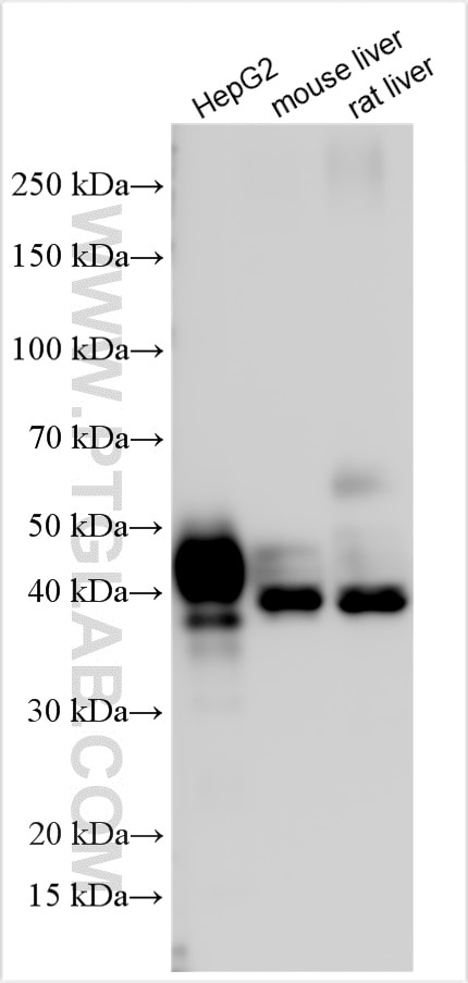 Western Blot (WB) analysis of various lysates using ASGR1 Polyclonal antibody (11739-1-AP)