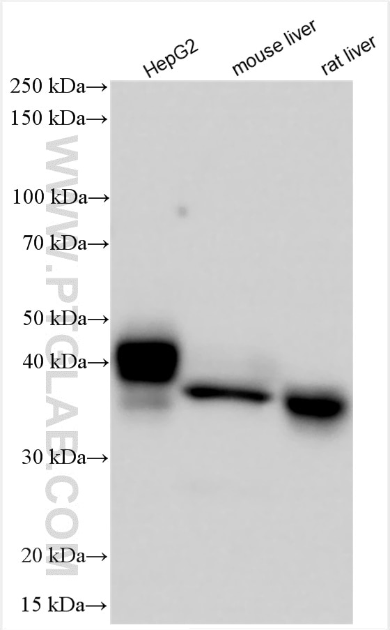 Western Blot (WB) analysis of various lysates using ASGR1 Polyclonal antibody (11739-1-AP)