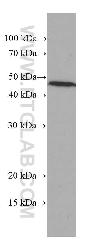 Western Blot (WB) analysis of L02 cells using ASGR1 Monoclonal antibody (66692-1-Ig)