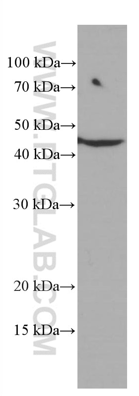 Western Blot (WB) analysis of HepG2 cells using ASGR1 Monoclonal antibody (66692-1-Ig)