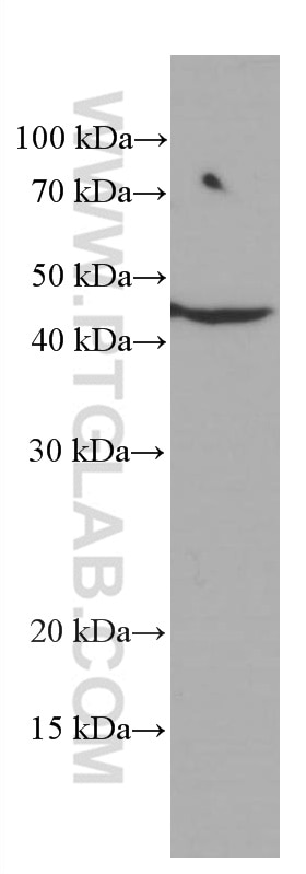 WB analysis of HepG2 using 66692-1-Ig