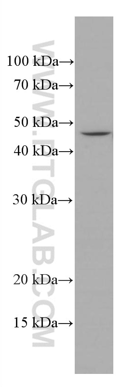 Western Blot (WB) analysis of mouse hepatocytes using ASGR1 Monoclonal antibody (66692-1-Ig)