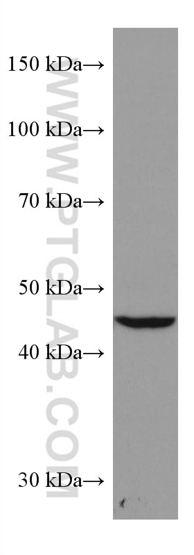 Western Blot (WB) analysis of pig liver tissue using ASGR1 Monoclonal antibody (66692-1-Ig)