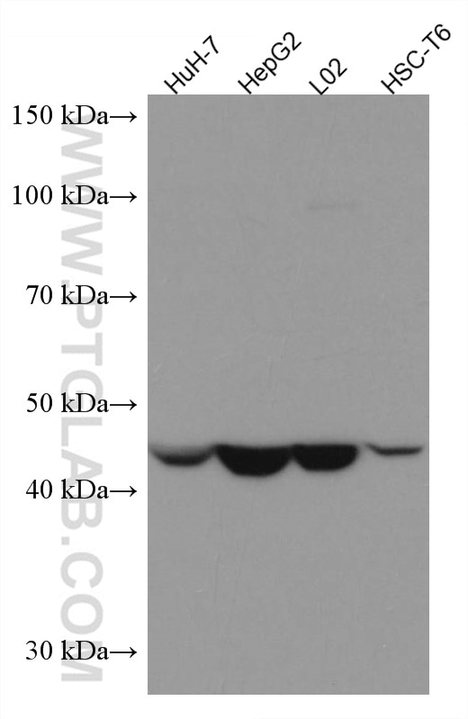Western Blot (WB) analysis of various lysates using ASGR1 Monoclonal antibody (66692-1-Ig)