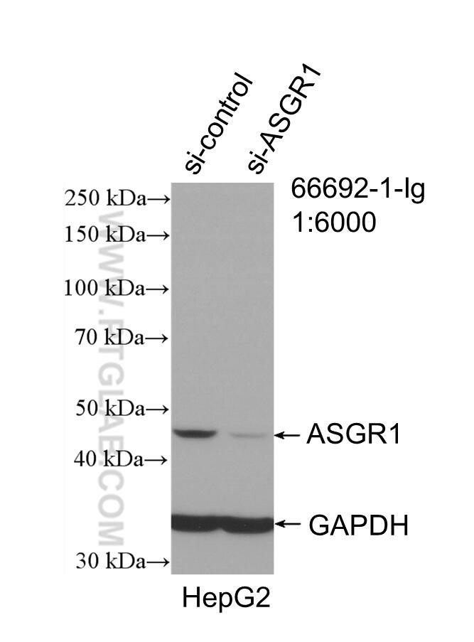 Western Blot (WB) analysis of HepG2 cells using ASGR1 Monoclonal antibody (66692-1-Ig)