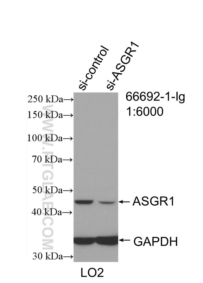 Western Blot (WB) analysis of L02 cells using ASGR1 Monoclonal antibody (66692-1-Ig)