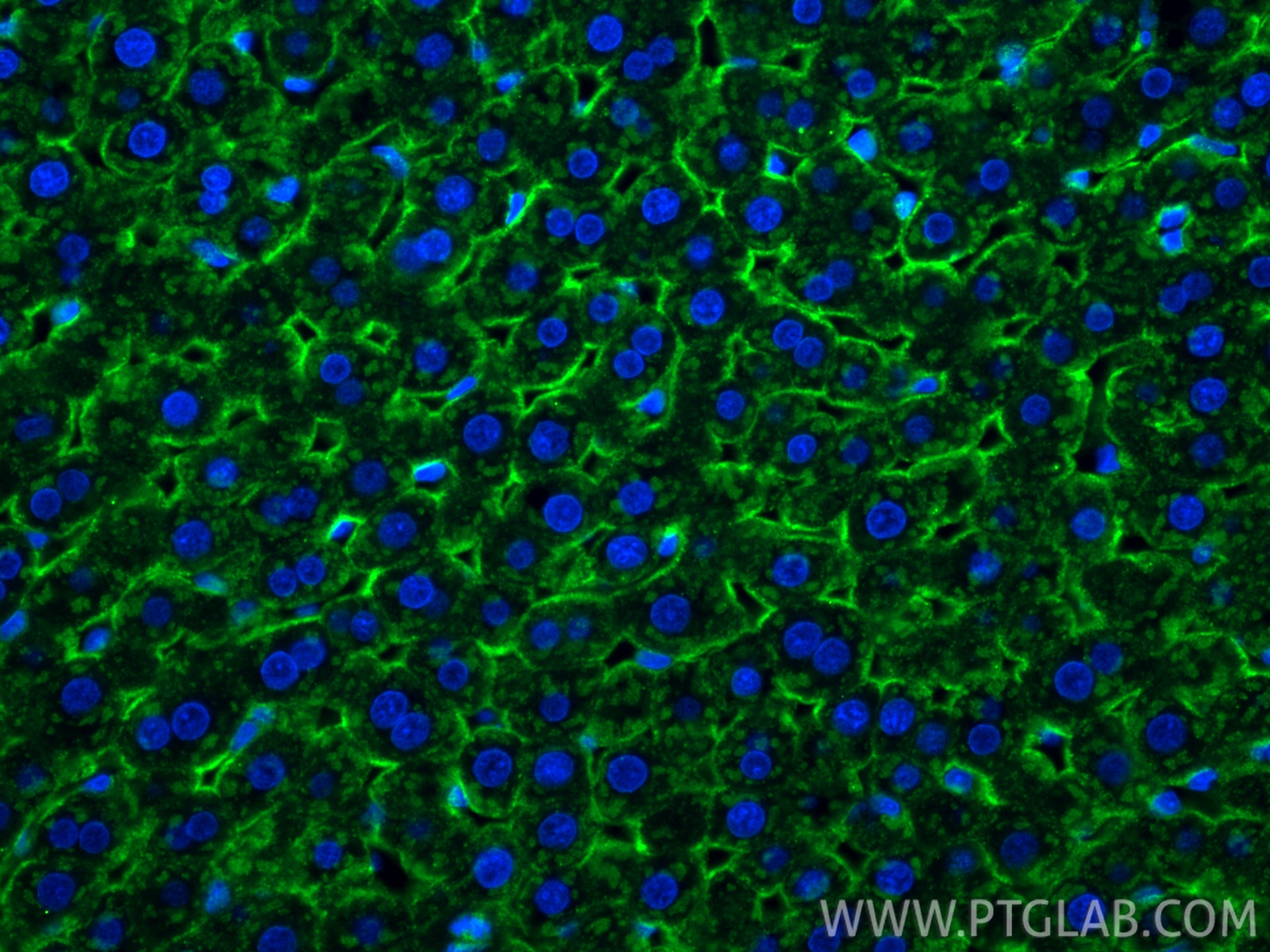 Immunofluorescence (IF) / fluorescent staining of rat liver tissue using CoraLite® Plus 488-conjugated ASGR1 Recombinant an (CL488-83691-3)