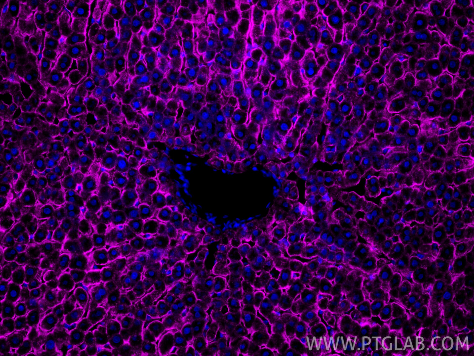 Immunofluorescence (IF) / fluorescent staining of rat liver tissue using CoraLite® Plus 647-conjugated ASGR1 Recombinant mo (CL647-83691-3)