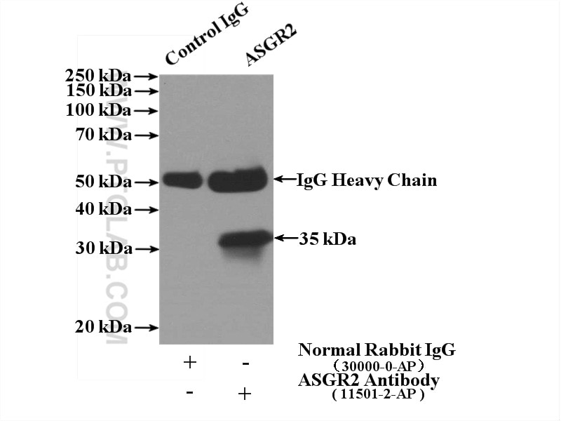 Immunoprecipitation (IP) experiment of L02 cells using ASGR2 Polyclonal antibody (11501-2-AP)