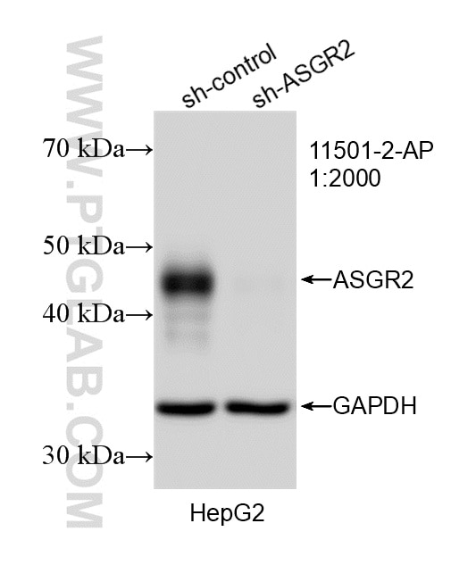 WB analysis of HepG2 using 11501-2-AP Western Blot (WB) analysis of HepG2 cells using ASGR2 Polyclonal antibody (11501-2-AP)