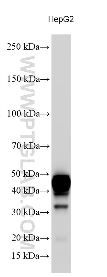 WB analysis using 11501-2-AP Western Blot (WB) analysis of various lysates using ASGR2 Polyclonal antibody (11501-2-AP)