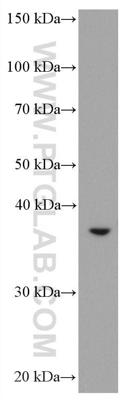 Western Blot (WB) analysis of SMMC-7721 cells using ASGR2 Monoclonal antibody (66831-1-Ig)