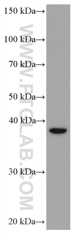 Western Blot (WB) analysis of HSC-T6 cells using ASGR2 Monoclonal antibody (66831-1-Ig)