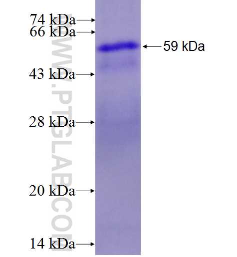 ASGR2 fusion protein Ag2037 SDS-PAGE