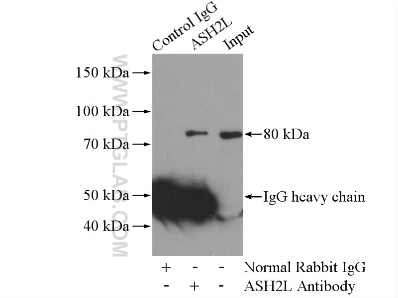 Immunoprecipitation (IP) experiment of COLO 320 cells using ASH2L Polyclonal antibody (12331-1-AP)