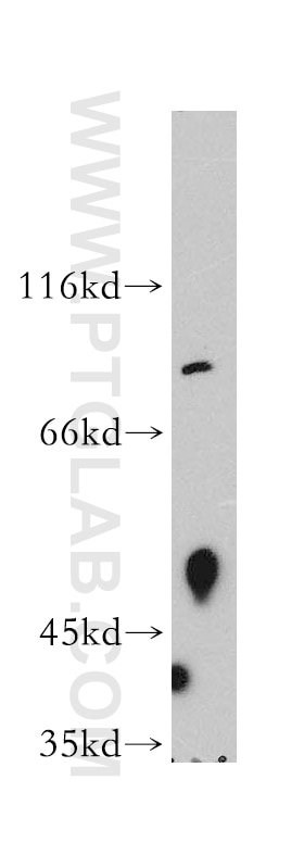 Western Blot (WB) analysis of COLO 320 cells using ASH2L Polyclonal antibody (12331-1-AP)