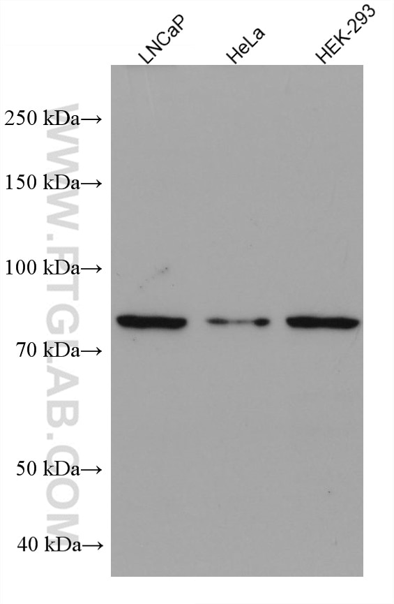 Western Blot (WB) analysis of various lysates using ASH2L Monoclonal antibody (67859-1-Ig)