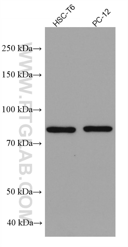 Western Blot (WB) analysis of various lysates using ASH2L Monoclonal antibody (67859-1-Ig)
