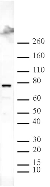 ASH2L pAb tested by Western blot. ASH2L detection by Western blot. The analysis of ASH2L was performed using HeLa nuclear extract and ASH2L pAb at a 1:2,000 dilution.