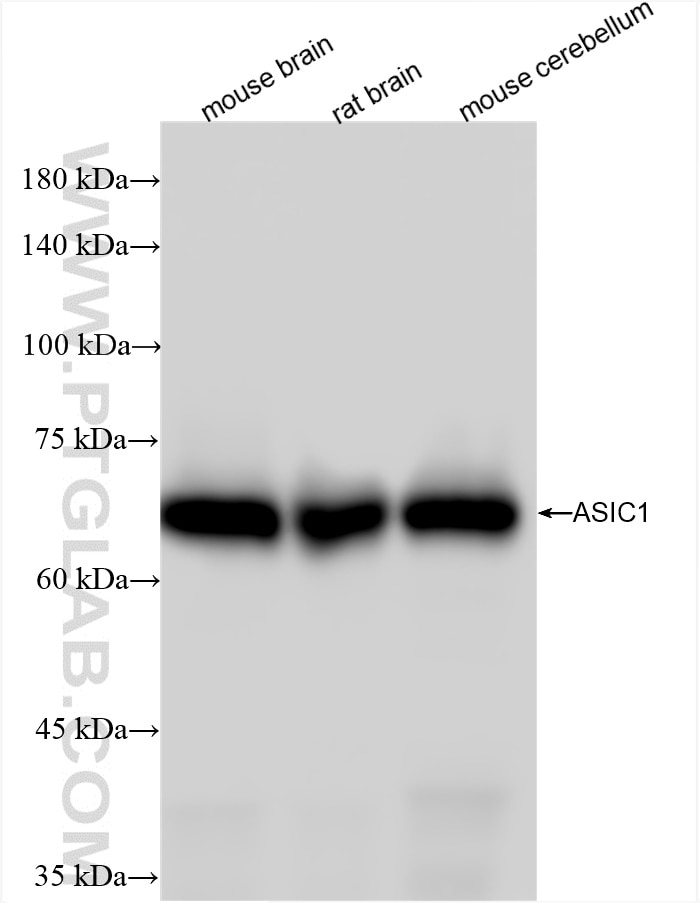 Western Blot (WB) analysis of various lysates using ASIC1 Recombinant antibody (85089-1-RR)
