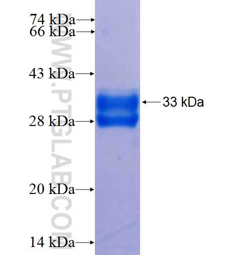 ASIC1 fusion protein Ag25941 SDS-PAGE