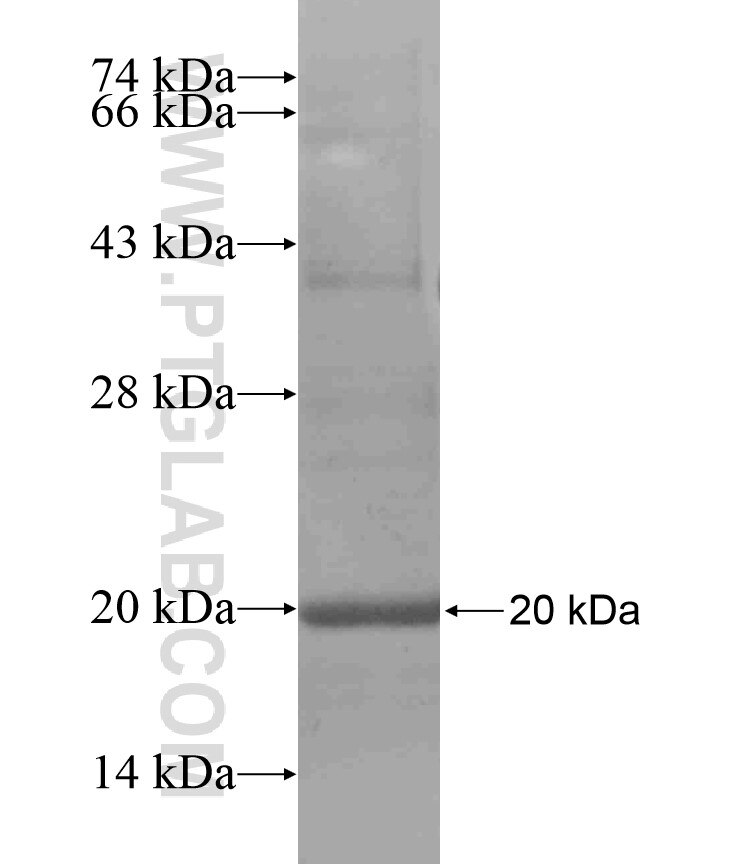 ASIP fusion protein Ag17080 SDS-PAGE