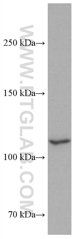 Western Blot (WB) analysis of NIH/3T3 cells using ASK1 Monoclonal antibody (67072-1-Ig)