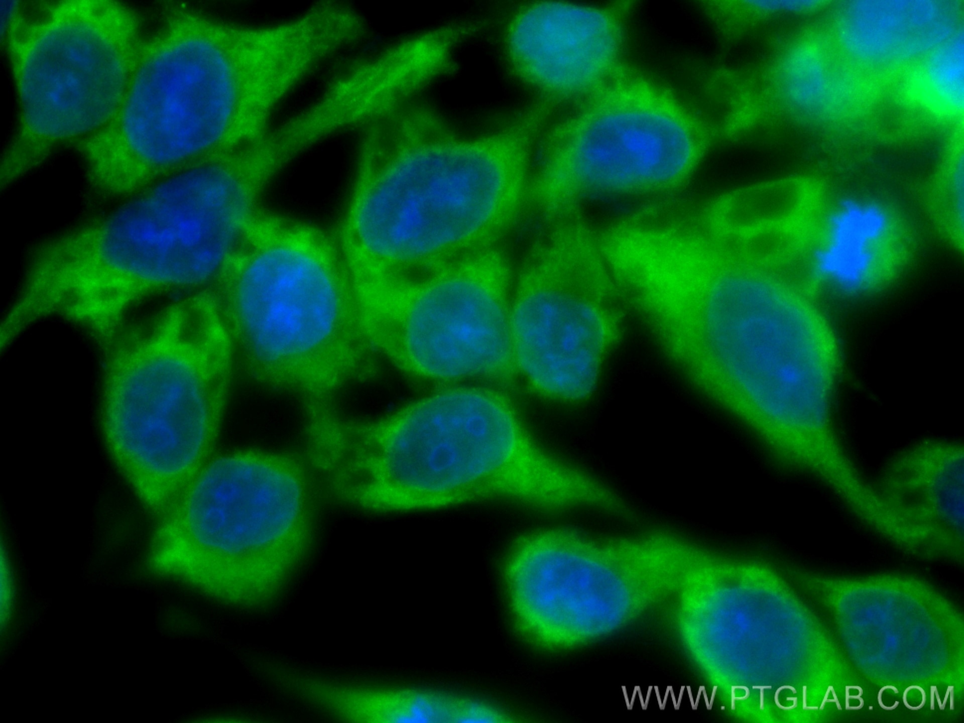 Immunofluorescence (IF) / fluorescent staining of A431 cells using CoraLite® Plus 488-conjugated ASK1 Monoclonal anti (CL488-67072)