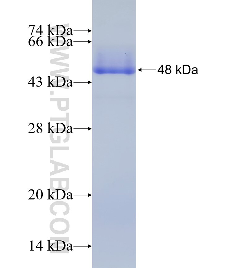 ASK1 fusion protein Ag28092 SDS-PAGE