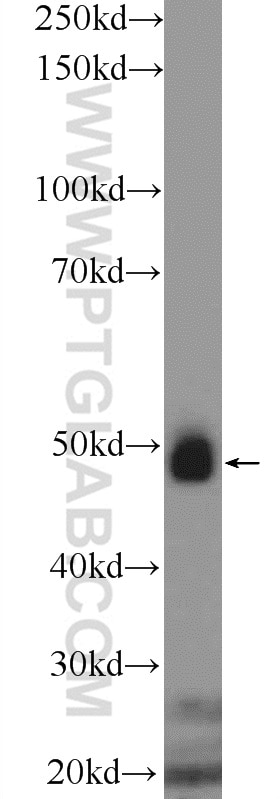 ASL Polyclonal antibody